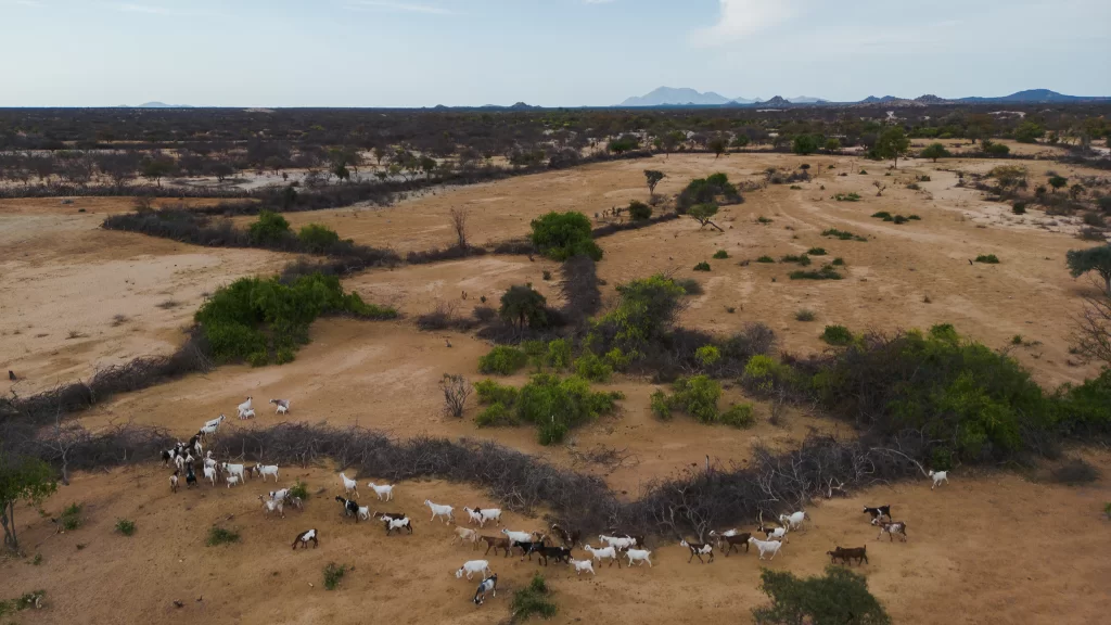Províncias do Sul do país, com previsões de terem  infraestruturas veterinárias ainda neste ano