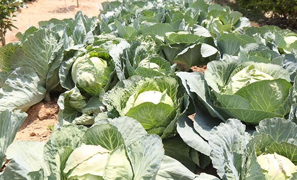 Huambo colhe 161,9 mil toneladas de produtos